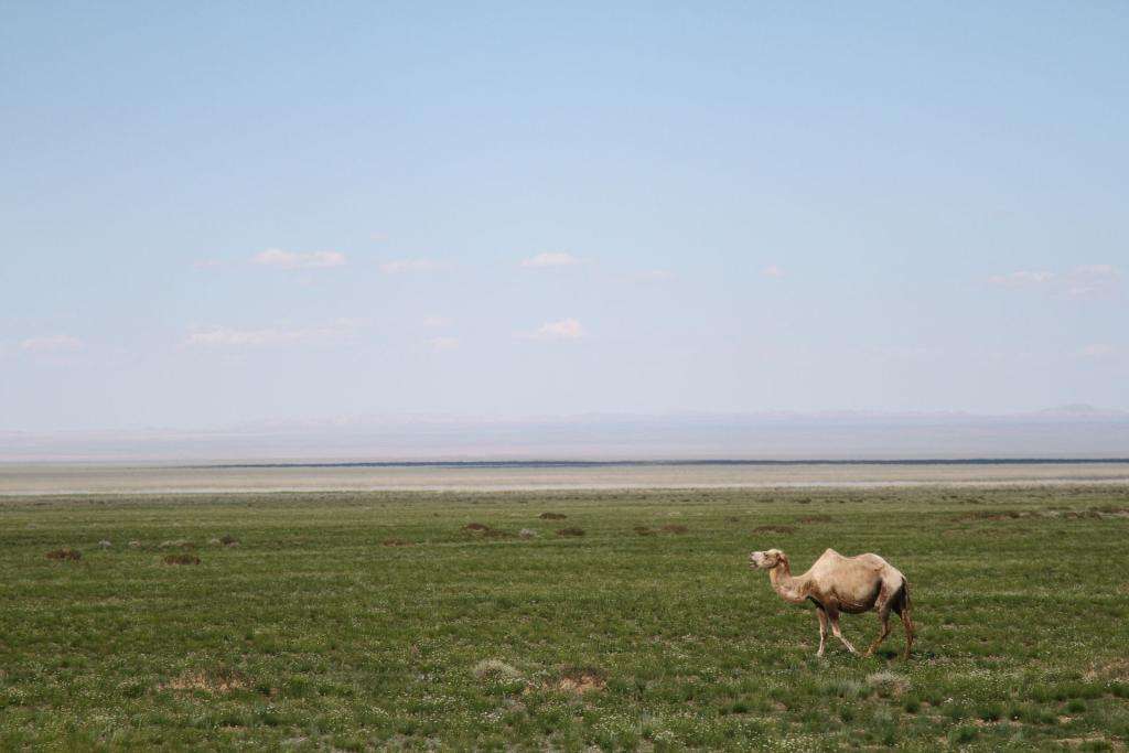 Dall’Italia al Giappone in Panda! Episodio 5: Meravigliosa Mongolia 17 77 mongolia IMG 9317