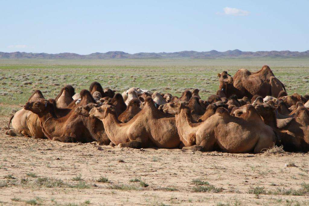 Dall’Italia al Giappone in Panda! Episodio 5: Meravigliosa Mongolia 18 78 mongolia IMG 9330
